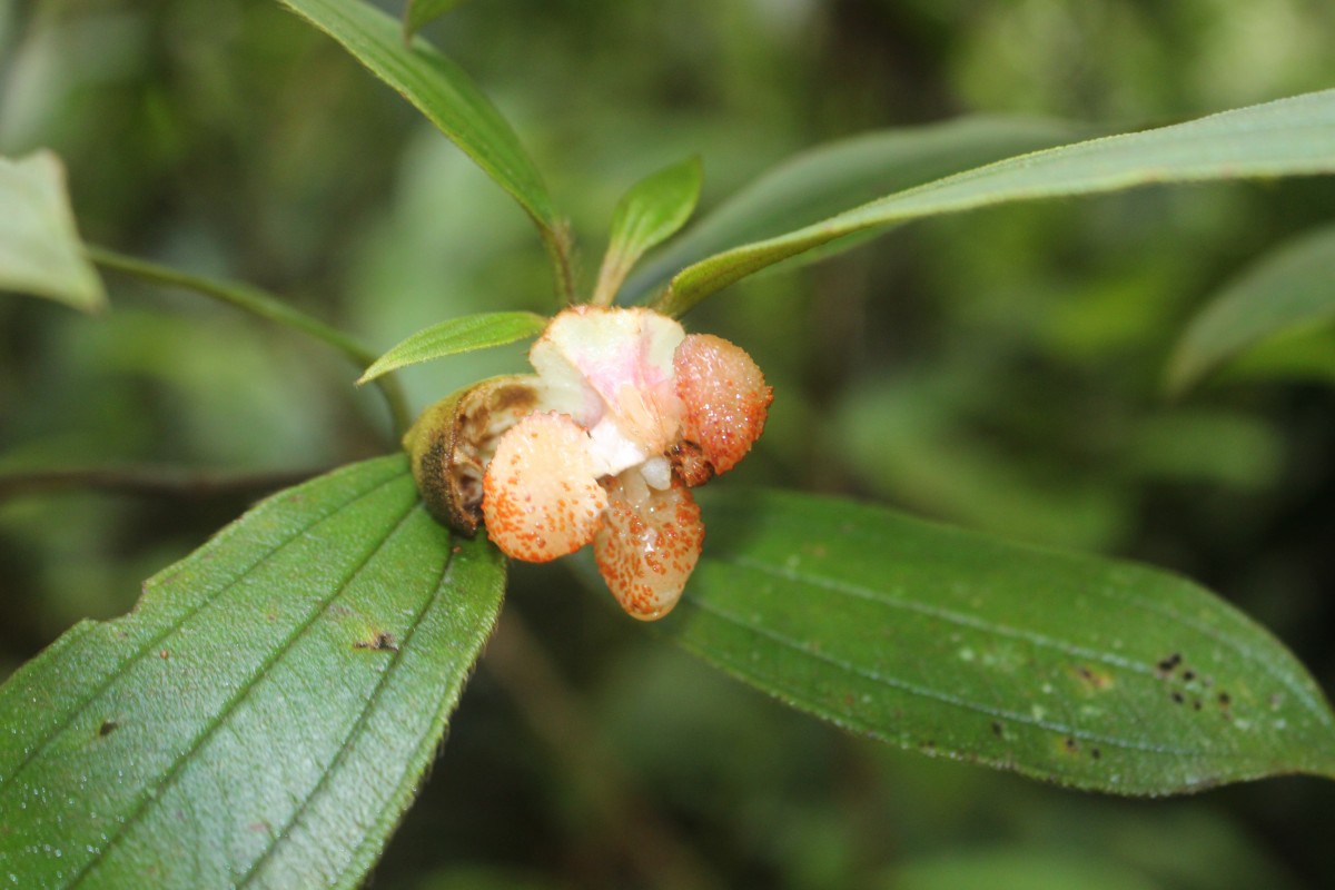 Melastoma sp.